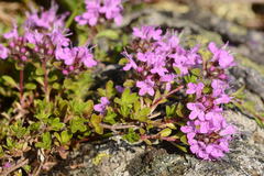 Thymus talijevii paucifolius