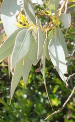 Eucalyptus ecostata