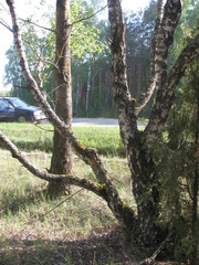 Betula pendula carelica