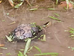 Cuora amboinensis kamaroma