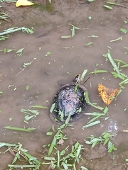 Cuora amboinensis kamaroma