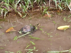 Cuora amboinensis kamaroma