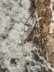 Amorphoscelidae