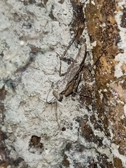 Amorphoscelidae