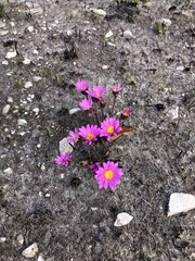 Mairia coriacea