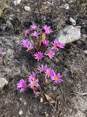 Mairia coriacea