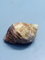 Purpura bufo
