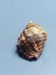 Purpura bufo