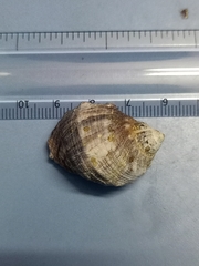 Purpura bufo