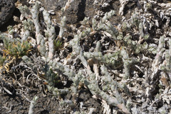 Atriplex watsonii
