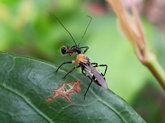 Sphedanolestes