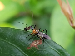 Sphedanolestes