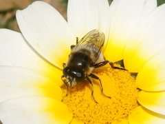 Platynochaetus setosus