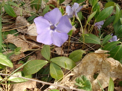 Vinca minor
