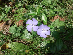 Vinca minor