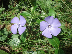 Vinca minor