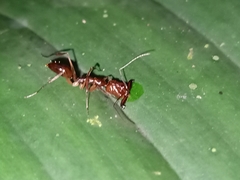 Odontomachus rixosus