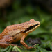 Mistbelt Moss Frog - Photo no rights reserved, uploaded by Oliver Angus