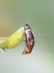Depressa striatipennis