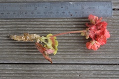 Pelargonium × hybridum