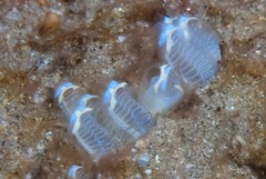 Clavelinidae