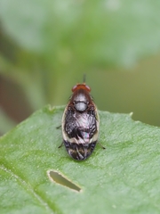 Depressa striatipennis
