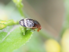 Depressa striatipennis