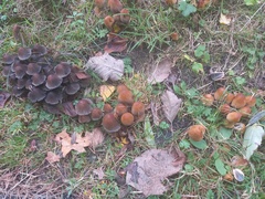 Coprinopsis atramentaria