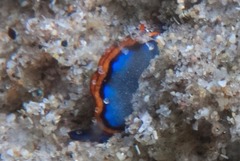 Thuridilla indopacifica