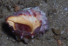 Rapaninae