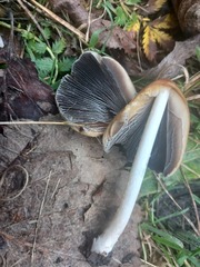 Coprinopsis atramentaria