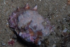 Rapaninae
