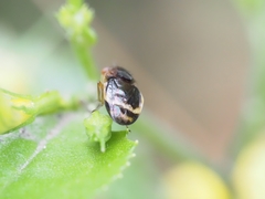 Depressa striatipennis