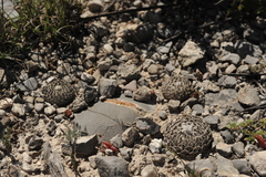 Pelecyphora strobiliformis