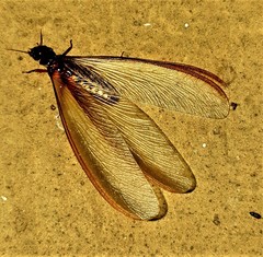 Macrotermes natalensis