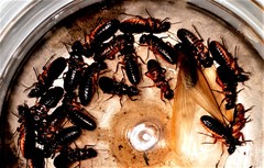 Macrotermes natalensis