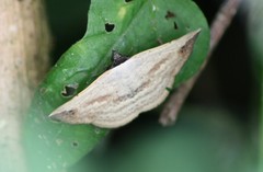 Maxera