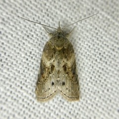 Nycteola indica
