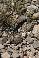 Pelecyphora strobiliformis