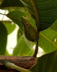 Glaucopsaltria viridis