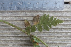 Polystichum oculatum