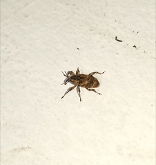 Mechistocerus