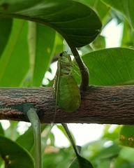 Glaucopsaltria viridis