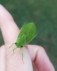 Glaucopsaltria viridis