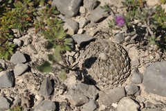 Pelecyphora strobiliformis