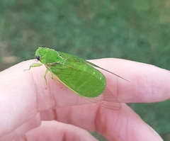 Glaucopsaltria viridis