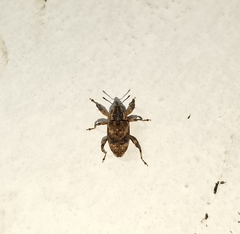 Mechistocerus