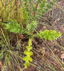 Berkheya carlinifolia