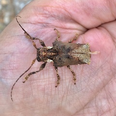 Trachysomus verrucosus