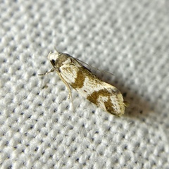 Isomoralla gephyrota